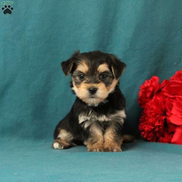 Xaiver, Morkie / Yorktese Puppy